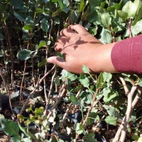 مزکز،فروش،نهال|خدمات باغبانی و درختکاری|استهبان, |دیوار