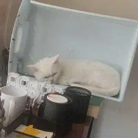 گربه بریتیش ۶ میلیون|گربه|ارومیه, |دیوار