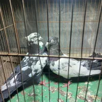 کفتر سینه ای|پرنده|گلستان (تهران), |دیوار