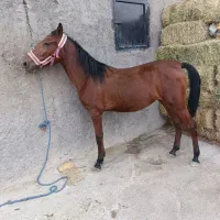 کره ۲۲ماهه کره هارای