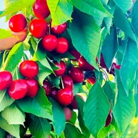 480مترباغ زمین داخل مجتمع ویلایی خریدفروش زمین باغ