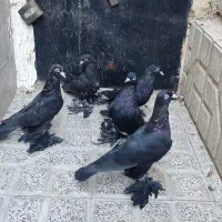 کبوتر قره آغ گوز آغ دمدیح|پرنده|اهر, |دیوار