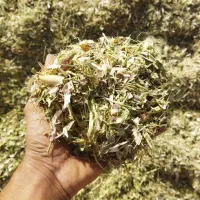 کاه وکاه لوبیا