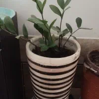 گل با گلدون