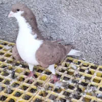 خوشرنگ خال دار