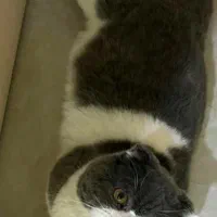 گربه اسکاتیش بریتیش بایکالر