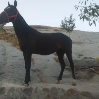 اسب|اسب و تجهیزات اسب‌سواری|قزوین, |دیوار