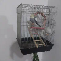 عروس هلندی نر باقفس