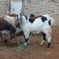 نربز یکونیم ساله درشت