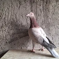 کبوتر سرور دورگ رنگی|پرنده|لنجان, |دیوار