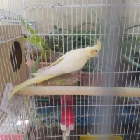 عروس هلندی ماده