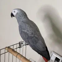 کاسکو ۲ ساله فول دستی قران خوان نماز خان درشت|پرنده|تهران, هفت چنار|دیوار