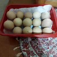 تخم نطفه دارمرغ برهما