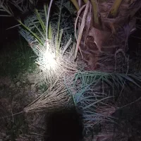 پاجوش نخل خرما