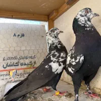 کفتر پرشی یجایی۷۰تا