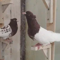 کبوتر کله سرخ