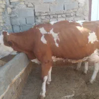 گاو گوساله