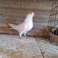 ۵ تا نر  پرشی  پرشی