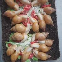 حلزون آچاتینا آلبینو|خزنده|همدان, |دیوار