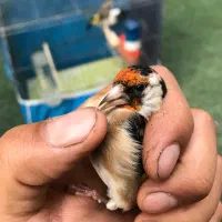 سهره نر کهنه ۳ ساله کار داده