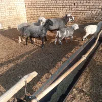 میش چاق