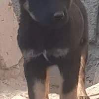 توله رت فایلر ماده اصیل