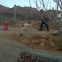 سگ نگهبان|سگ|شیراز, آزادگان|دیوار
