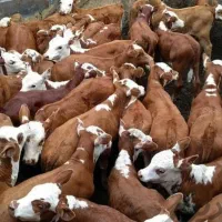 بورس انواع گوساله در انواع وزن