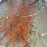 ماهی قرمز عید|ماهی|قم, انصار‌الحسین|دیوار