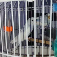 مرغ عشق ماده