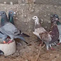 فروش تعدادی کبوتر پلاکی و رنگی در وراوی|پرنده|لامرد, |دیوار