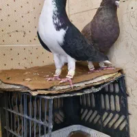 خوشرنگ سیاه ماده بی عیب