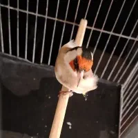 سهره نر کرمانشاهی