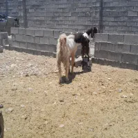 پازند بزرگ پاکستانی