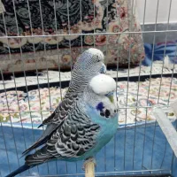 مرغ عشق انگلیسی|پرنده|ساروق, |دیوار