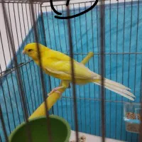 لاری و قناری