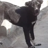 توله سگ سرابی سیاه