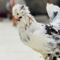 مرغ تخمگذار سلطان و برهما