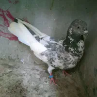 کفتر پرشی