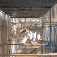 فنچ زبرا و بنگالی