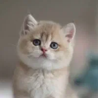 فروش انواع گربه