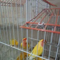 طوطی برزیلی دم تخم