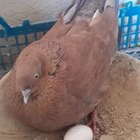 فروشی کله ای وچپی رامشیر