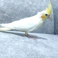 هرکس هلندی نر