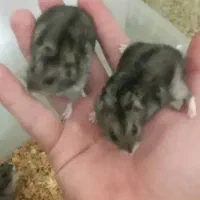 همستر|موش و خرگوش|تبریز, |دیوار