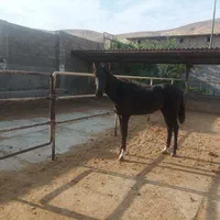 فروش دو راس اسب