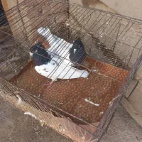 سلام یه جفت دمبی ۲ عدد کله سیاه ماده