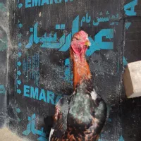 خروس لاری و مرغ لاری