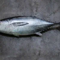 ماهی هوور (تن)