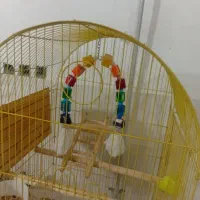 عروس هنلدی|پرنده|علیآباد کتول, |دیوار